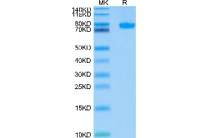 SIGLEC8 Protein (AA 17-363) (Fc Tag)