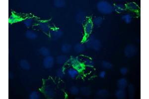 Image no. 1 for anti-B and T Lymphocyte Associated (BTLA) antibody (ABIN1496980) (BTLA antibody)