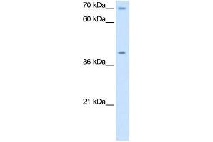 COX15 antibody used at 5 ug/ml to detect target protein. (COX15 antibody)