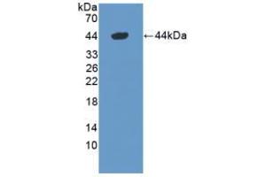 Western blot analysis of recombinant Mouse DEFa1.