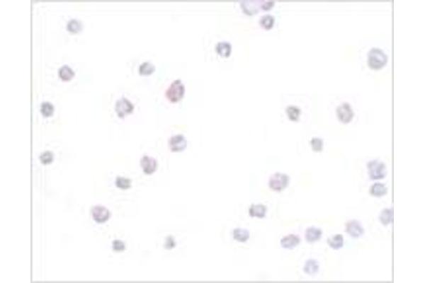 Secernin 3 antibody  (Center)