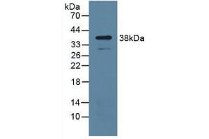 Figure. (UPP1 antibody  (AA 1-277))