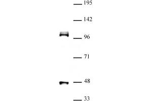 CUL4B (pAb) tested by Western blot. (Cullin 4B antibody  (N-Term))