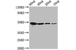 Western Blot Positive WB detected in Recombinant protein All lanes: mycn antibody at 2. (MYCN antibody  (AA 1-93))