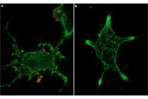 Unlabeled Tertiapin-Q successfully blocks Kir channels access.