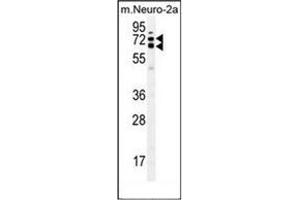 Western blot analysis of KLC2 Antibody (N-term) in mouse Neuro-2a cell line lysates (35ug/lane). (KLC2 antibody  (N-Term))