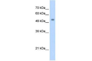 WB Suggested Anti-ZSCAN21 Antibody Titration:  1.