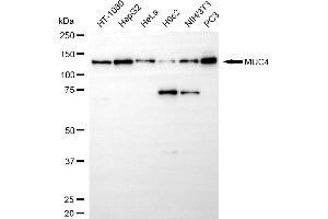 anti-Mucin 4, Cell Surface Associated (MUC4) antibody