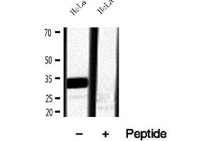 Western blot analysis of extracts of HeLa cells, using RNASEH1 antibody. (Ribonuclease H1 antibody  (Internal Region))