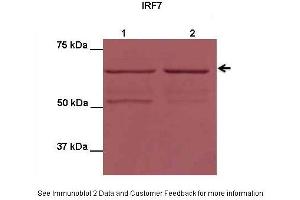 Application: Western blottingSpecies+tissue/cell type: HEK293T cellsHow many ug’s of tissue/cell lysate run on the gel: 10 ug IRF7 transfected HEK293T lysatePrimary antibody dilution: 1:1000Secondary antibody: Donkey Anti-rabbit APSecondary antibody dilution: 1:2000 IRF7 is supported by BioGPS gene expression data to be expressed in HEK293T (IRF7 antibody  (N-Term))