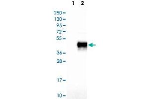 Western Blot analysis of Lane 1: negative control (vector only transfected HEK293T cell lysate) and Lane 2: over-expression lysate (co-expressed with a C-terminal myc-DDK tag in mammalian HEK293T cells) with JAM3 polyclonal antibody . (JAM3 antibody)
