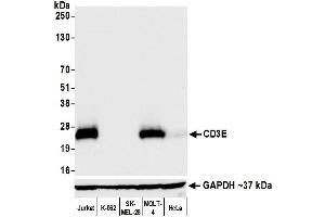 Western Blotting (WB) image for anti-CD3 epsilon (CD3E) (AA 157-207) antibody (ABIN7454035) (Recombinant CD3 epsilon antibody  (AA 157-207))