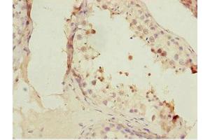 Immunohistochemistry of paraffin-embedded human testis tissue using ABIN7153074 at dilution of 1:100
