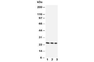 Western blot testing of HOXA6 antibody and Lane 1. (HOXA6 antibody  (Middle Region))