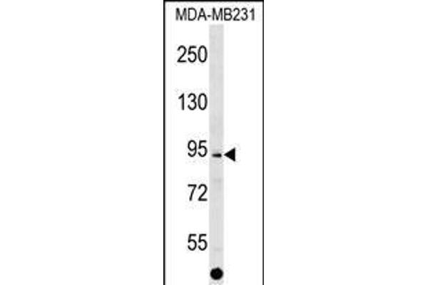 ALS2CL antibody  (AA 349-377)