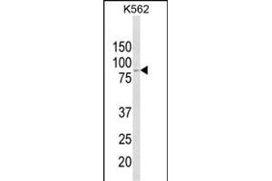 Western blot analysis of ALDH18A1 Antibody (Center) (ABIN652885 and ABIN2842572) in K562 cell line lysates (35 μg/lane).