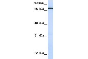 WB Suggested Anti-TCF7L1 Antibody Titration: 0.