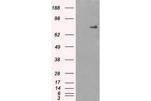Image no. 2 for anti-P450 (Cytochrome) Oxidoreductase (POR) antibody (ABIN1497743) (POR antibody)
