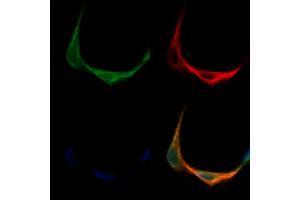 ABIN7093798 and ABIN7097841 staining Hela cells by IF/ICC. (TMEM158 antibody  (Internal Region))