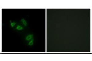Immunofluorescence analysis of HepG2 cells, using MUC13 Antibody. (MUC13 antibody  (C-Term))