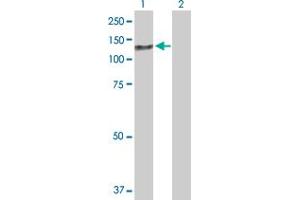 Western Blot analysis of ZCCHC8 expression in transfected 293T cell line by ZCCHC8 MaxPab polyclonal antibody. (ZCCHC8 antibody  (AA 1-707))
