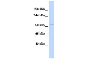 NDST4 antibody used at 1 ug/ml to detect target protein. (NDST4 antibody)