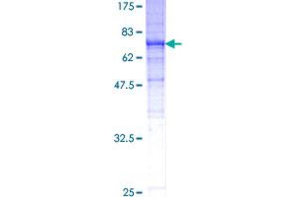 TUBB3 Protein (AA 1-450) (GST tag)