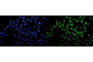 anti-DDB1 and CUL4-Associated Factor 1 (DCAF1) (AA 1-195) antibody