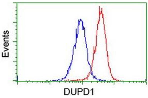 DUPD1 antibody
