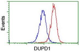 DUPD1 Antikörper