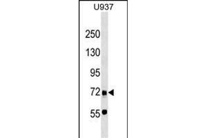 DMTF1 Antibody (C-term) (ABIN1537490 and ABIN2849242) western blot analysis in  cell line lysates (35 μg/lane).