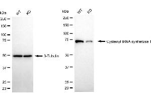 Western blotting analysis using cysteinyl-tRNA synthetase 1 antibody (ABIN7800919).