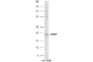 Mouse testis lysates probed with Rabbit Anti-CIRBP Polyclonal Antibody, Unconjugated  at 1:5000 for 90 min at 37˚C. (CIRBP antibody  (AA 61-172))