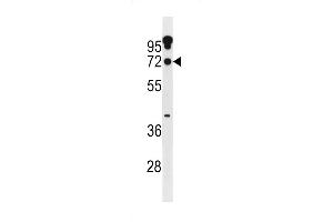 Western blot analysis in A549 cell line lysates (35ug/lane). (ZNF805 antibody  (N-Term))