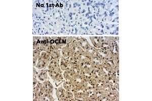 Immunohistochemistry (IHC) image for anti-Occludin (OCLN) (C-Term) antibody (ABIN7273069)