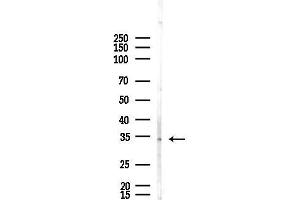 anti-Olfactory Receptor, Family 2, Subfamily A, Member 42 (OR2A42) (C-Term) antibody