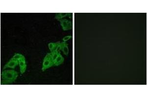 Immunofluorescence (IF) image for anti-Olfactory Receptor, Family 4, Subfamily C, Member 3 (OR4C3) (AA 196-245) antibody (ABIN2891000) (OR4C3 antibody  (AA 196-245))