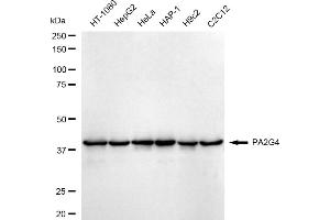 Western blotting analysis using PA2G4 antibody (ABIN7799917). (Recombinant PA2G4 antibody)