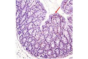 Immunohistochemical staining of mouse gut using anti-IDO (mouse), pAb . (IDO1 antibody)