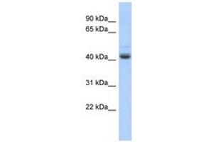 Image no. 1 for anti-PBX/knotted 1 Homeobox 1 (PKNOX1) (AA 215-264) antibody (ABIN6740367) (PKNOX1 antibody  (AA 215-264))