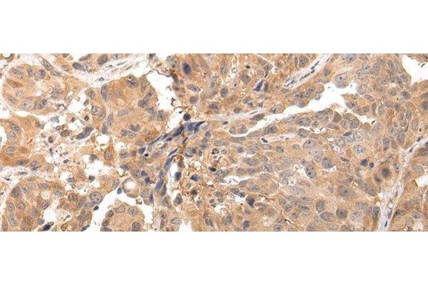 CLDND2 antibody