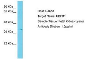 Image no. 1 for anti-Ubiquitin Family Domain Containing 1 (UBFD1) (AA 218-267) antibody (ABIN6750645) (UBFD1 antibody  (AA 218-267))