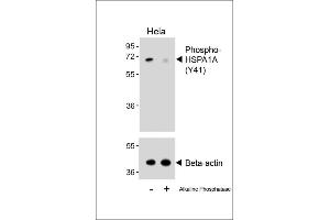 Western blot analysis of lysates from Hela cell line, untreated or treated with Alkaline phosphatase, 1 hours, using 458828101 (ABIN6243696 and ABIN6578910) (upper) or Beta-actin (lower). (HSP70 1A antibody  (pTyr41))