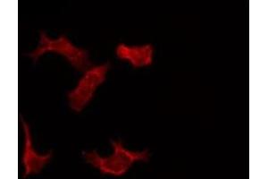 Immunofluorescence (fixed cells) (IF/ICC) image for anti-Cullin 2 (CUL2) (C-Term) antibody (ABIN6261115)