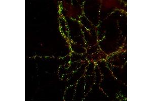 Indirect immunolabeling of PFA fixed rat hippocampus neurons with anti-shank 3 (dilution 1 : 500; red), counterstained with mouse anti-synapsin 1 (cat. (SHANK3 antibody  (AA 1055-1616))