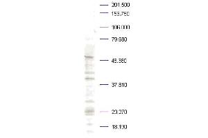 Western blot analysis is shown. (PLK1 antibody  (pThr210))
