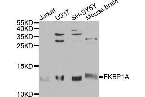 Western blot analysis of extracts of various cell lines, using FKBP1A antibody.