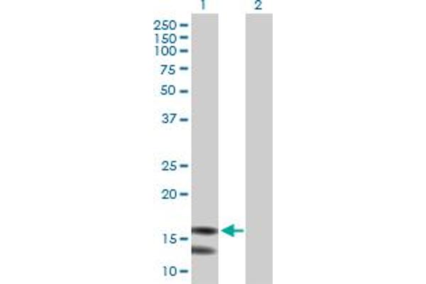 MRPL43 Antikörper  (AA 1-159)