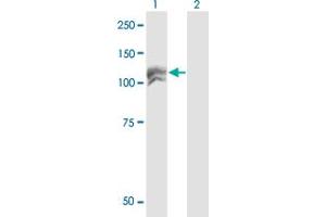 Western Blot analysis of NEDD4L expression in transfected 293T cell line by NEDD4L monoclonal antibody (M04), clone 1D2.