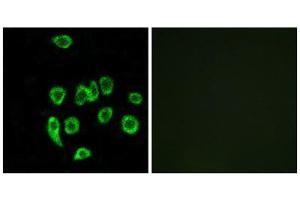 Immunofluorescence (IF) image for anti-Mitochondrial Ribosomal Protein L32 (MRPL32) (Internal Region) antibody (ABIN1850558) (MRPL32 antibody  (Internal Region))